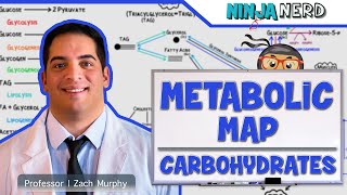 Metabolism  The Metabolic Map Carbohydrates [upl. by Melosa]