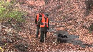 Spoločná poľovačka na diviaky Hrušov  common wild boar hunt  powszechne polowanie na dziki [upl. by Alfons]