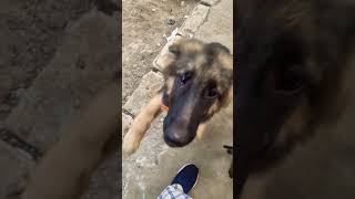 German shepherd and Belgian malinoius puppies 😍 vishakapatnamdog doglover telugushorts [upl. by Llednav96]