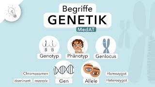 Genetik Begriffe einfach erklärt  MedAT  Biologie [upl. by Etteluap]