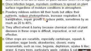 Lecture 17  Powdery Mildews  Dr Rana Samara [upl. by Octavian768]