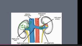 Renin Angiotensin Aldosterone System [upl. by Ecyoj598]