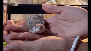 WHERE is my UROMASTYX BRUMATION isnt SCARY [upl. by Hogg]