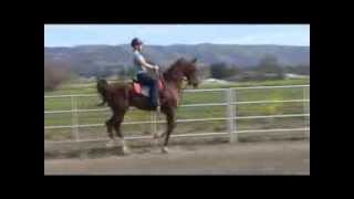 Horse Riding Lesson Saddleseat Saddlebred [upl. by Aisekal]