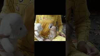 moly negotiate with stuff animal cuteanimal funnyanimal monkey petanimal [upl. by Ellennaj]