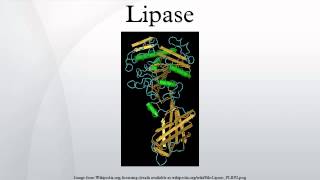 Lipase [upl. by Lsil]