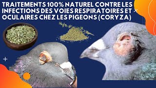 Traitements 100 naturel contre les infections des voies respiratoires et oculaires chez les pigeons [upl. by Horn254]