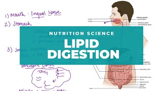 Intro to Lipid Digestion and Absorption [upl. by Atteuqahs]