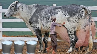 127 KG Dudh Dene Wali Girlando Nasl ki Gay Ke Bare Mein Maloomati Video [upl. by Devland655]