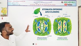 stomatal movement  theories and mechanisms  photosynthesis starch suger malate k pump theory [upl. by Pitts266]