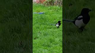 Magpie seeing the pigeons off autumnwatch [upl. by Ahsilav]