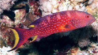 Lyretail Grouper of the Red Sea [upl. by Mccurdy]