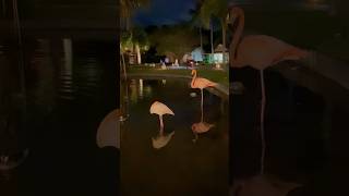 Night flamingos turtles Punta Cana CaribeTropical Deluxe Princess [upl. by Perretta854]