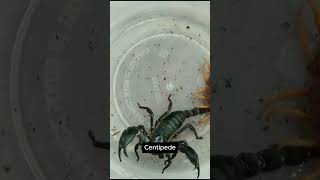 The battle for survival between scorpions and centipedes Which one will win 57 animals wildlife [upl. by Eycats857]