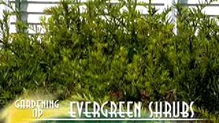 Evergreen Shrubs [upl. by Weingarten764]