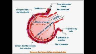 les échanges alvéolaires  cours de medecine constantine [upl. by Ajnos]