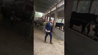 dairy farming dairy farming is my love farming milkingfeedbreedyoutubeshorts viral [upl. by Haydon]