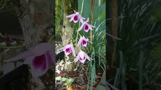 Beautiful Vesak orchid  Dendrobium maccarthiae [upl. by Maxine]