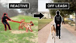 How I took this dog from REACTIVE to OFFLEASH My 4Step Process [upl. by Krug]