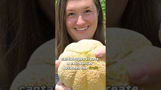 🍈 How to tell when cantaloupe is ripe gardeningtips gardeninghacks gardening harvesting [upl. by Lessirg]