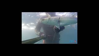 pescasub short  MUGGINE nel Torbido Laziale fishing spearfishing pescasubacquea [upl. by Nagy149]