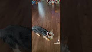 Mini dog playing ball 😊 puppy  minidog smalldoglittledogtinypets fypbabydog tinypaws [upl. by Melvyn891]