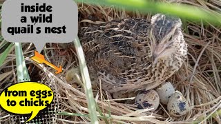 quail nest  quail eggs hatching  quail chicks  wood animals [upl. by Esilrac]