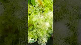 Myriophyllum Matogrossense Green Aquarium Plant For Sale [upl. by Peedus74]