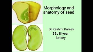 Anatomy of seed BSc III year [upl. by Selwin]