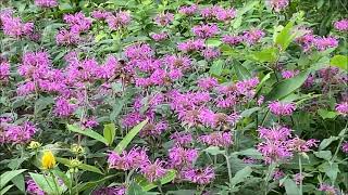 MONARDA FISTULOSA [upl. by Rowney]