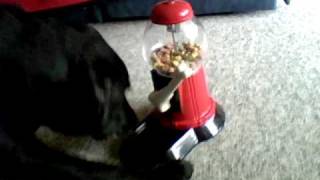 🦴🐾My dog doing a trick  gumball machine expert🦴🐾 [upl. by Yekcir]