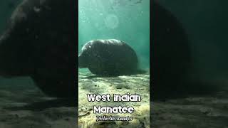 🐬 West Indian Manatee 🐬 animals manatee marinelife freediving scubadiving [upl. by Kimmy]