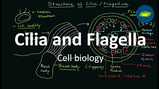 Flagella  Cilia  Structure and Functions  Cell Biology  Basic Science Series [upl. by Elegna]