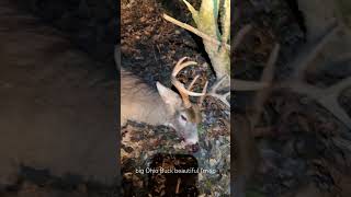 Brad’s 8 point Buck Ohio Rut archery compoundbow hunting deerhunting outdoors beararchery [upl. by Ennahgiel]