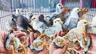 10 DAY OLD CHICKEN  Leaves That Treat Chicken Diarrhea Without Medicine  Dong farm [upl. by Llyrehc724]