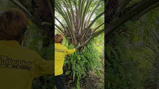 Master harvesting palm fruits with sharp spears he made himself [upl. by Iny710]