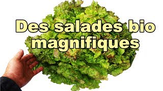 Cueillette de salades fin mai 2017 [upl. by Selima]