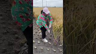 Amazing method of cutting paddy shorts [upl. by Story]