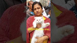 মিরপুর ১ বিড়ালের হাট  Mirpur 1 Biraler Hat  Mirpur 1 Cat Market cat biral pets animals shorts [upl. by Atinrev656]