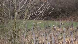 Chasse au lievre aux chiens courants à Arlay jura 2014 [upl. by Lamond895]