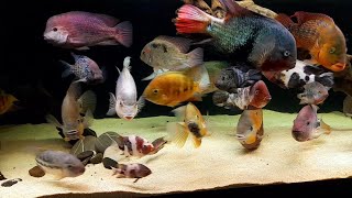 1100 liter American cichlid tankBreidohri festae bocourti pearsei hartwegi zonatus regani [upl. by Eiaj]