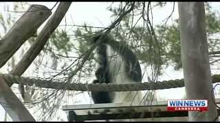 Colobus baby arrives at the National Zoo amp Aquarium  WIN News [upl. by Rohpotsirhc615]