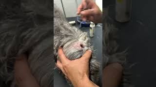 Dog Ear Hair Removal [upl. by Anuahc]