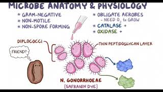 Neisseria gonorrhea [upl. by Branca]