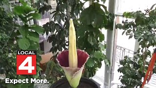 Corpse flower blooms in Dexter [upl. by Koby]