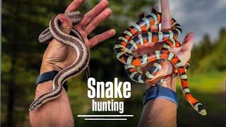 Epic Hunt for RARE Snakes In Arizona [upl. by Airtemed]