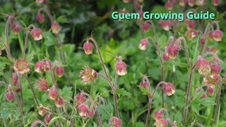 Geum Growing Guide by GardenersHQ [upl. by Aroved]