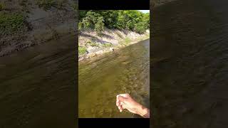 Smallmouth bass fishing fail only 1 tiny rainbow trout wants to play trout flyfishing [upl. by Nehtanoj173]