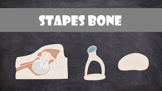 Stapes Bone  Anatomy [upl. by Ailefo507]