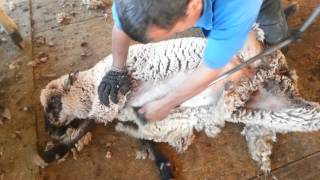 Jaime Rios sheep shearing California [upl. by Irotal]